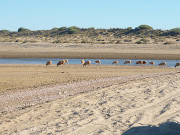 Sheep on the beach, well in Exmouth there are sheep on the beach, . (exmouth )