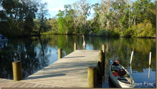 Chassahowitzka  River_031