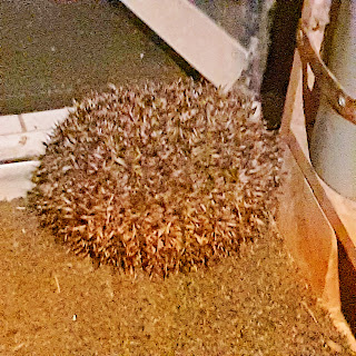 Rolled up hedgehog on a door mat