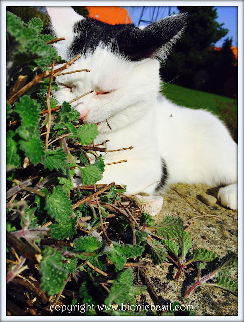 Friday Fluffers withThe B Team ©BionicBasil® Smooch Tasting The Catmint Shoots