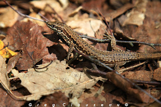 LE LEZARD DES MURAILLES (Podarcis muralis) 