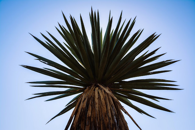 Giant Dagger Yucca, Dagger Flat Auto Trail, Big Bend National Park