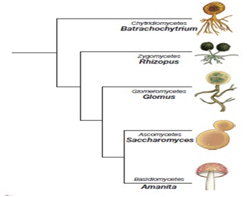 Pohon Filogenetik Fungi