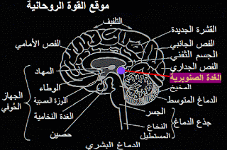  العين الثالثة وسّر الميلاتونين خطورة فتح العين الثالثة  فتح العين الثالثة بالصلاة  علامات فتح العين الثالثة  تجارب فتح العين الثالثة  كيف اعرف ان العين الثالثه مفتوحه  اسرار العين الثالثة  شاكرا العين الثالثة  تجربتي مع فتح العين الثالثة