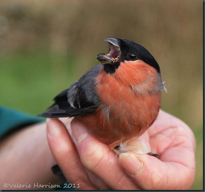 8-Bullfinch