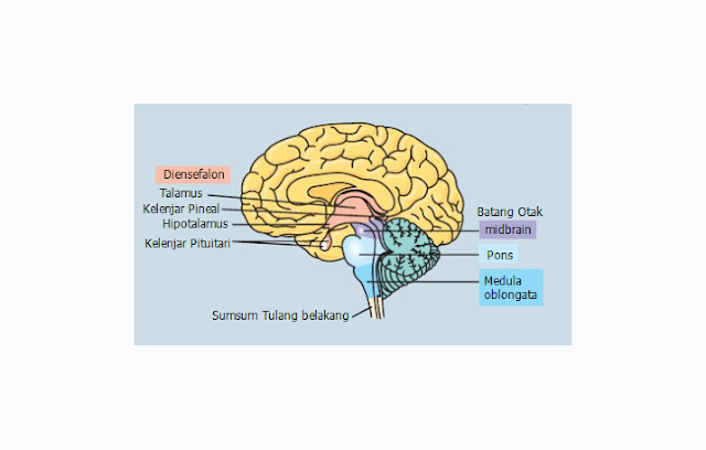 Pengertian, Struktur, Fungsi dan Bagian Diensefalon