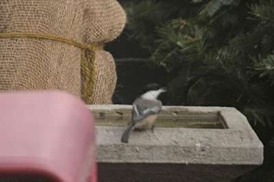 This image features a chickadee perched on the ledge of a bird bath that is on the floor of my  garden. Wikipedia describes this bird as "The black-capped chickadee (Poecile atricapillus) is a small, nonmigratory, North American songbird that lives in deciduous and mixed forests. It is a passerine bird in the tit family, the Paridae. It is the state bird of Massachusetts and Maine in the United States, and the provincial bird of New Brunswick in Canada. It is well known for its ability to lower its body temperature during cold winter nights, its good spatial memory to relocate the caches where it stores food, and its boldness near humans (sometimes feeding from the hand)." I mention chickadees in my three volume book series "Words In Our Beak.'" Info re these books is in another blog post @ https://www.thelastleafgardener.com/2018/10/one-sheet-book-series-info.html