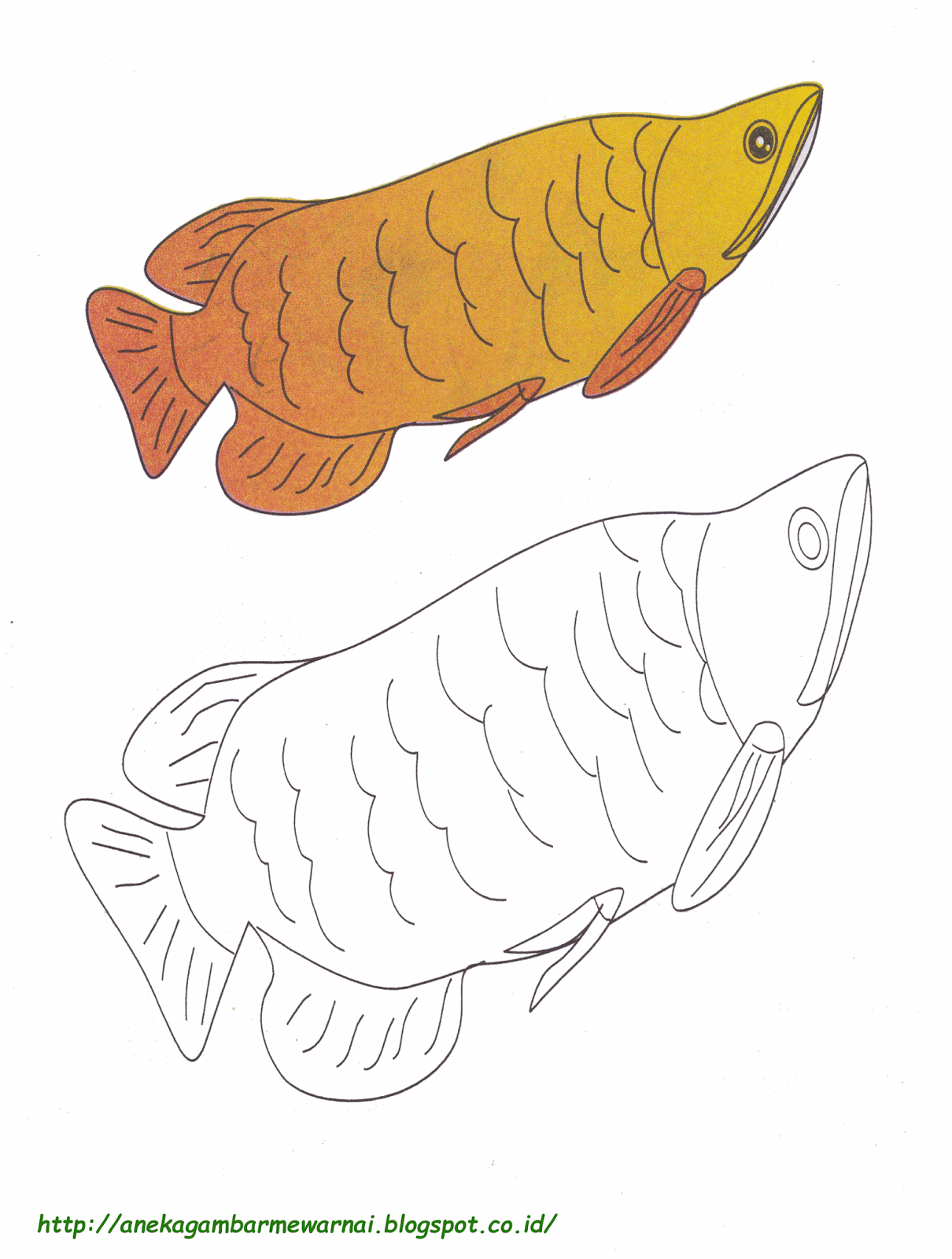  Gambar  Mewarnai Ikan  Arwarna Untuk Anak PAUD dan TK