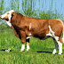 SAPI LIMOUSIN DENGAN BERAT 601 - 650 KG