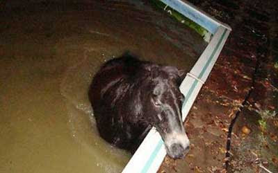 Drunken Horse in Swimming Pool