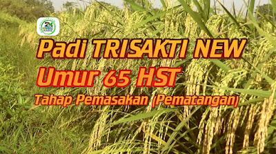 Padi TRISAKTI NEW Umur 65 HST Tahap Pemasakan (Pematangan)