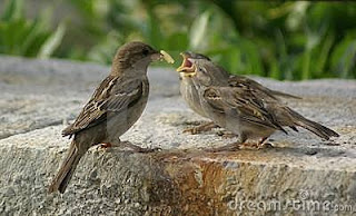 Funny Sparrows Pictures