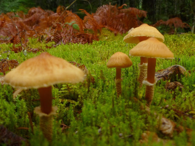 Mushrooms at the Nanaimo River