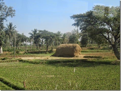 ijuk