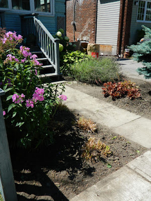 Leslieville Toronto front garden clean up after  Paul Jung Gardening Services