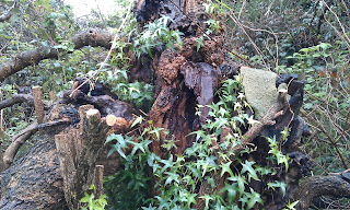 Black Mulberry Streatham Common