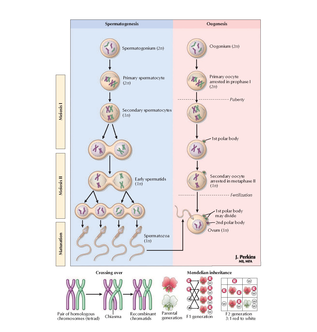 Genetics of Reproduction Anatomy