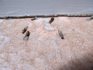 Drywood termites in Phoenix