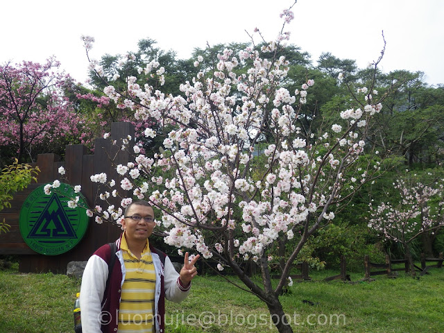 Yangmingshan cherry blossom