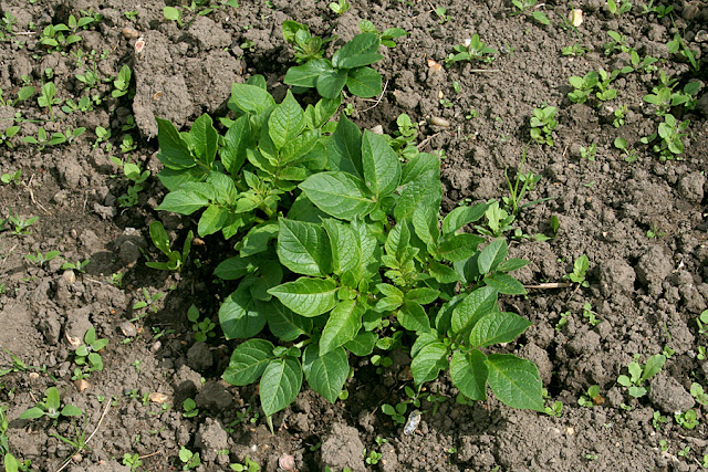 The Victory Garden - Potatoes peeking through the earthed up banks