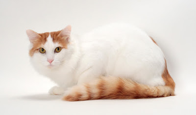 Foto Kucing Turkish Van