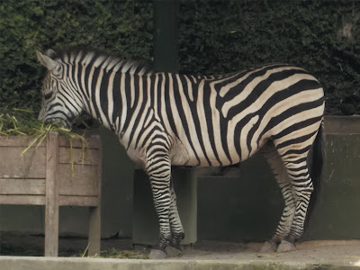 foto kuda zebra sedang makan rumput
