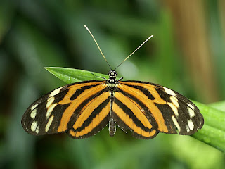 Heliconius ismenius - Oeil du tigre