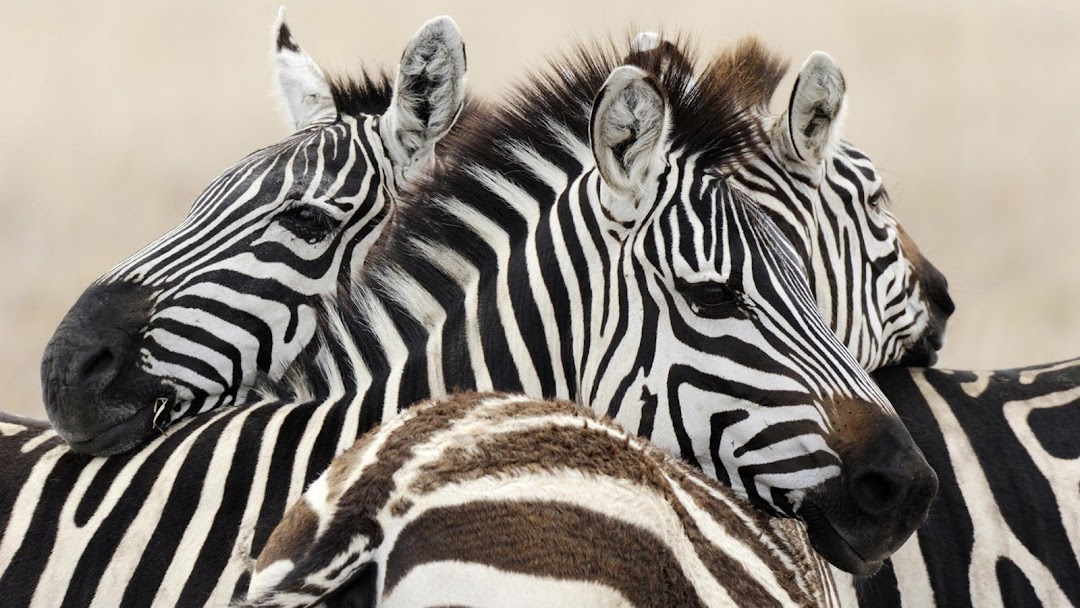 Zebra HD Wallpaper 4