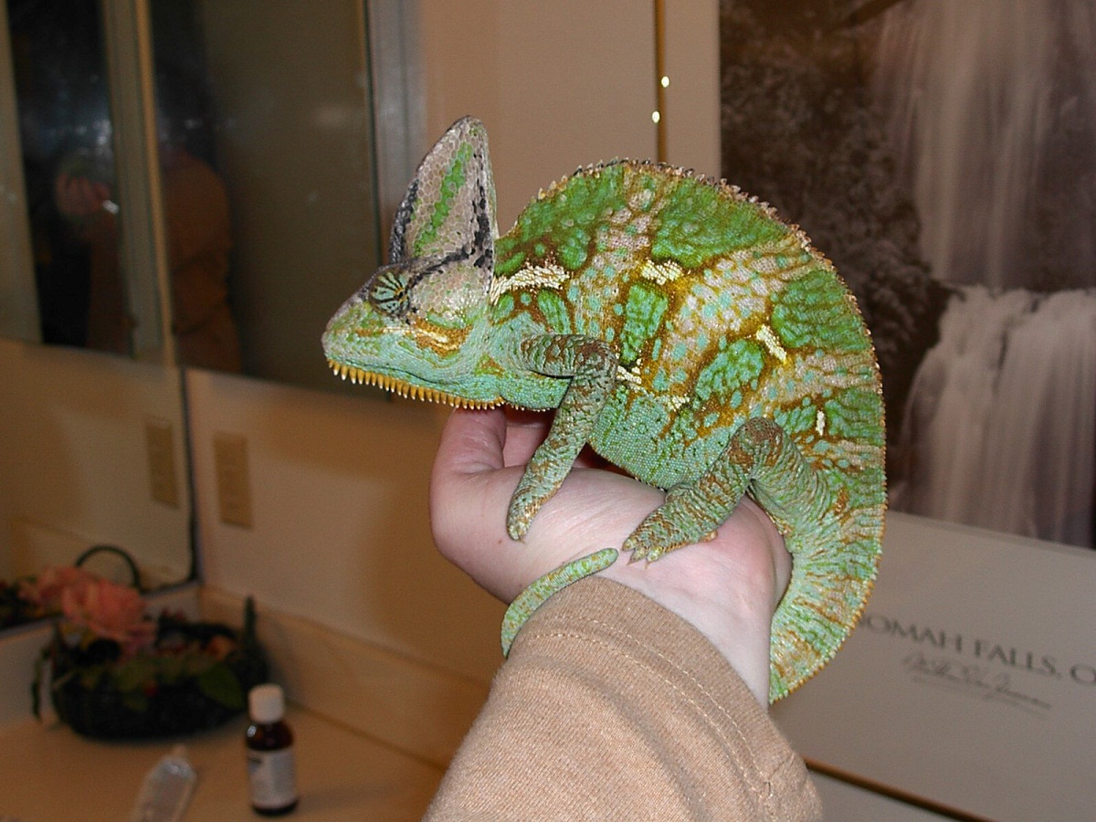 A pet Veiled Chameleon