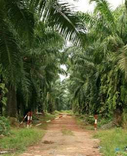 menanam tanaman kelapa sawit yang benar biar menghasilkan buah yang tinggi