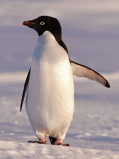 Adelie Penguin