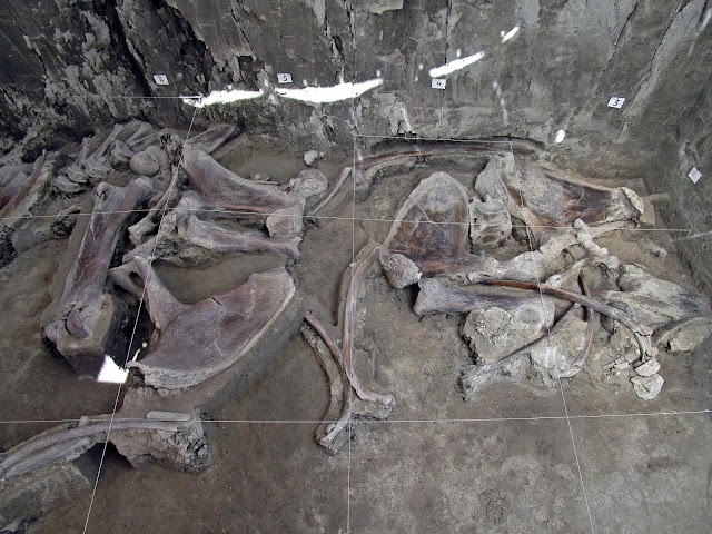 Σκελετοί Mammoth και παγίδες ανθρώπινων κατασκευών 15.000 ετών που βρέθηκαν στο Μεξικό