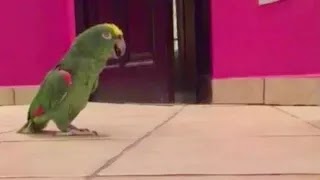 Sinister laugh parrot