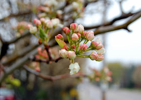 budding tree - 3