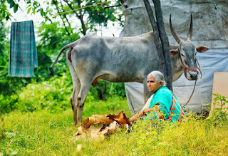 https://janglekheti.blogspot.com/2021/04/dairy-farming-wild-farming.html