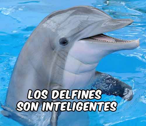 delfin  inteligente y sano