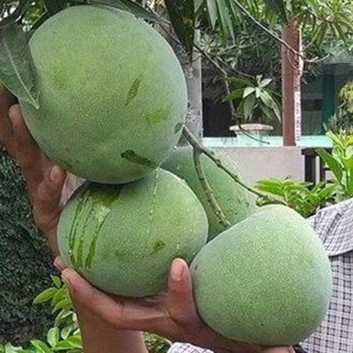 pohon mangga kelapa harga grosir Malang