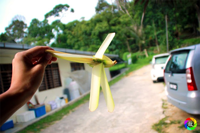 Balik Pulau Saanen Dairy Goat Farm