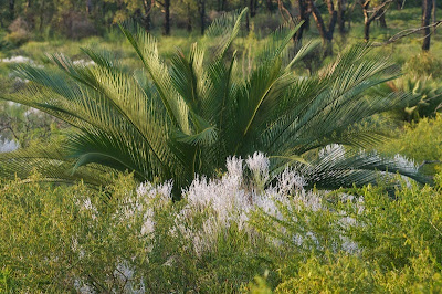 Macrozamia fraseri