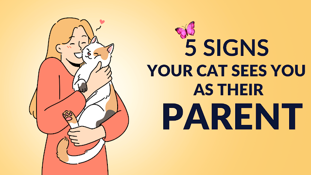 5 Sweet Signs Your Cat Sees You as Their Parent