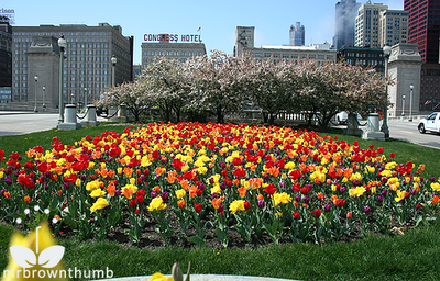 orange yellow red and purple tulips and crabapple trees