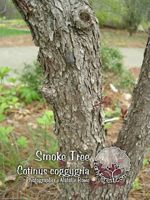 elm tree identification by bark. red elm tree bark.