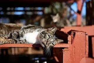 Santuario de gatos Lanai : 2000 patas en el paraíso