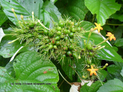 Wild mussaenda - Mussaenda frondosa