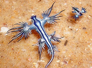 blue glaucus