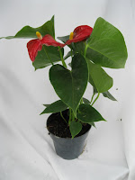 plantsforallblog Anthurium