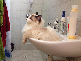 Funny cats - part 95 (40 pics + 10 gifs), cat pictures, cat sits in the sink