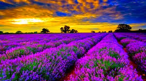 Cinta Lavender