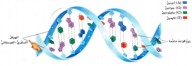 شكل حمض النووي ADN؟