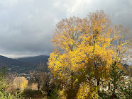 Autumn tree on Baluardo della Fara